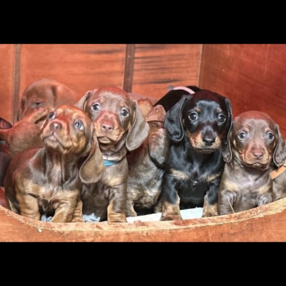 Dachshund (Standard &amp; Miniature) - Dogs