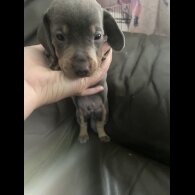 Dachshund (Standard &amp; Miniature) - Both