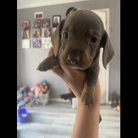 Dachshund (Standard &amp; Miniature) - Both