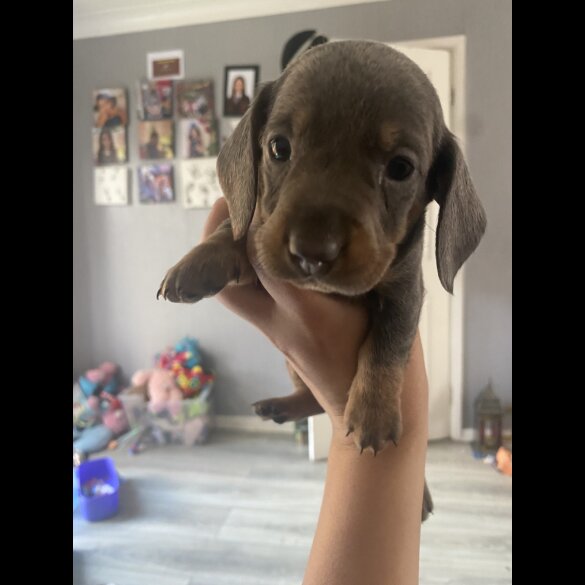 Dachshund (Standard &amp; Miniature) - Both