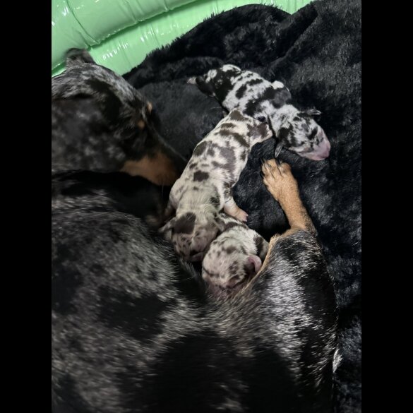 Dachshund (Standard &amp; Miniature) - Both