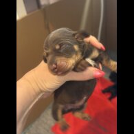 Dachshund (Standard &amp; Miniature) - Both
