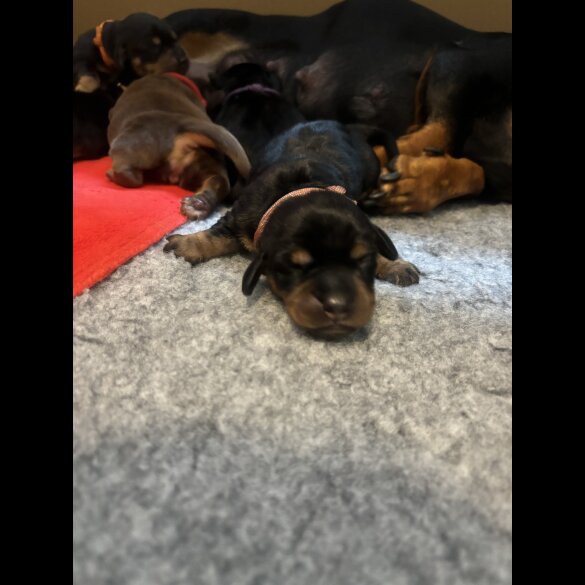 Dachshund (Standard &amp; Miniature) - Both