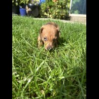 Dachshund (Standard &amp; Miniature) - Bitches