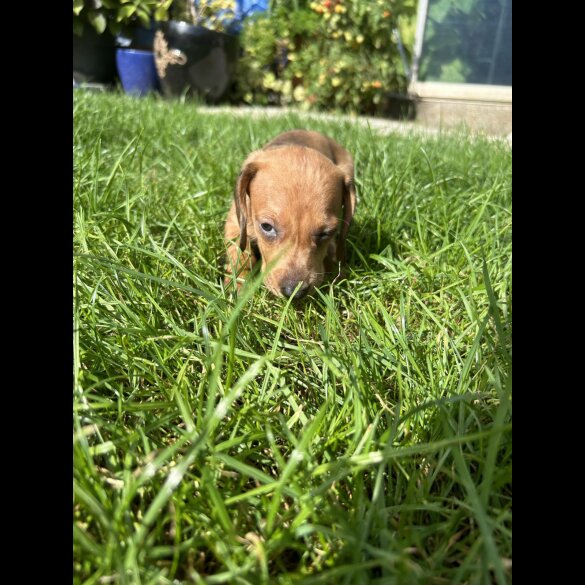 Dachshund (Standard &amp; Miniature) - Bitches