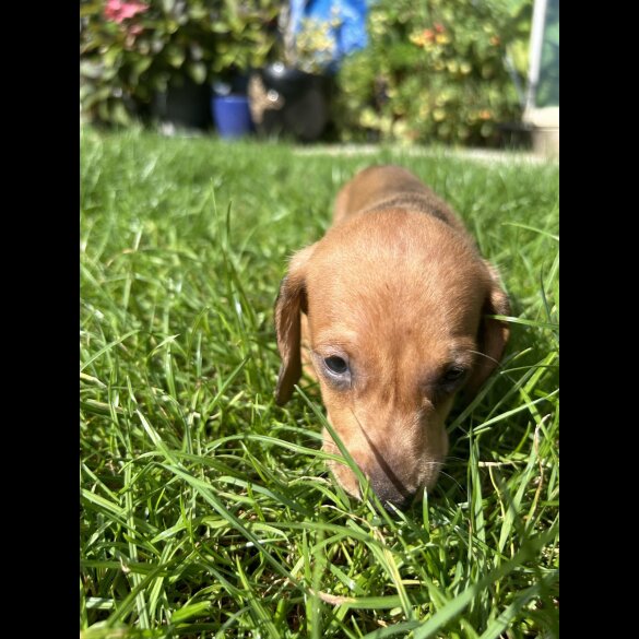 Dachshund (Standard &amp; Miniature) - Bitches