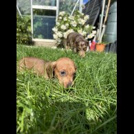 Dachshund (Standard &amp; Miniature) - Bitches