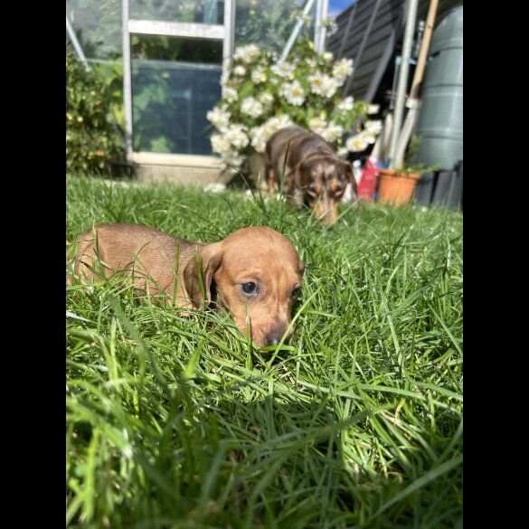 Dachshund (Standard &amp; Miniature) - Bitches