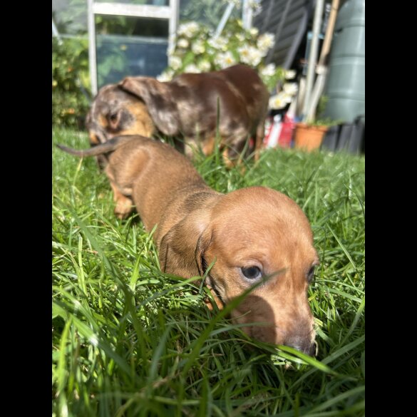 Dachshund (Standard &amp; Miniature) - Bitches
