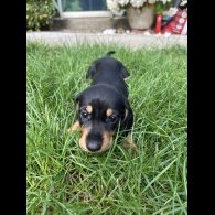 Dachshund (Standard &amp; Miniature) - Bitches