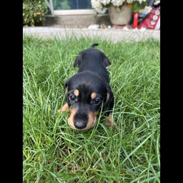 Dachshund (Standard &amp; Miniature) - Bitches
