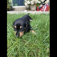 Dachshund (Standard &amp; Miniature) - Bitches