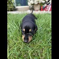 Dachshund (Standard &amp; Miniature) - Bitches