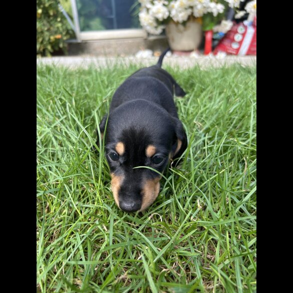 Dachshund (Standard &amp; Miniature) - Bitches