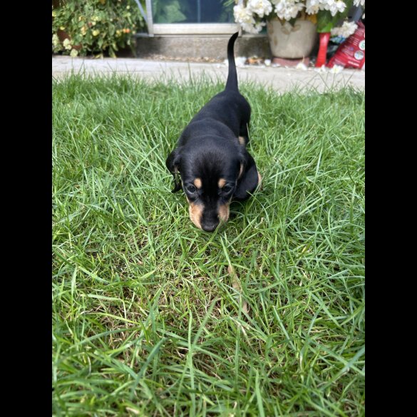 Dachshund (Standard &amp; Miniature) - Bitches