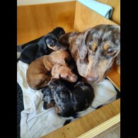 Dachshund (Standard &amp; Miniature) - Bitches