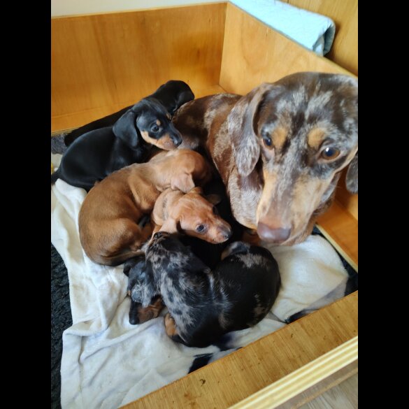 Dachshund (Standard &amp; Miniature) - Bitches