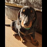 Dachshund (Standard &amp; Miniature) - Both