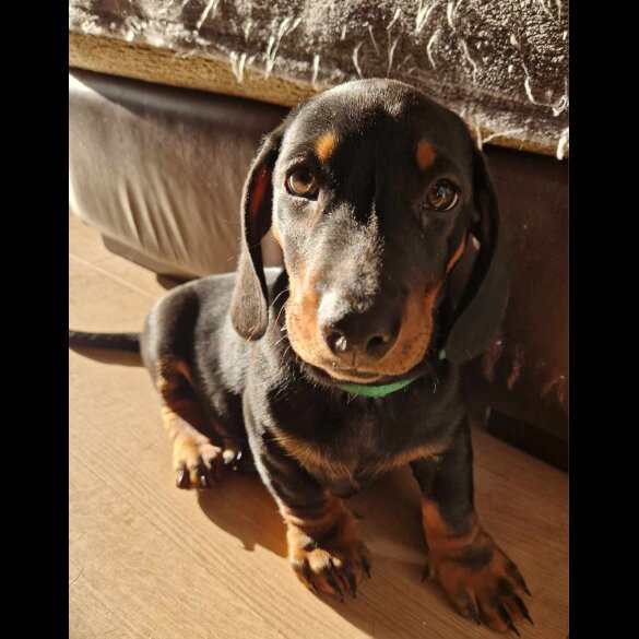 Dachshund (Standard &amp; Miniature) - Both