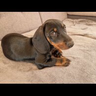 Dachshund (Standard &amp; Miniature) - Both
