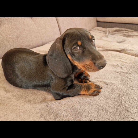 Dachshund (Standard &amp; Miniature) - Both