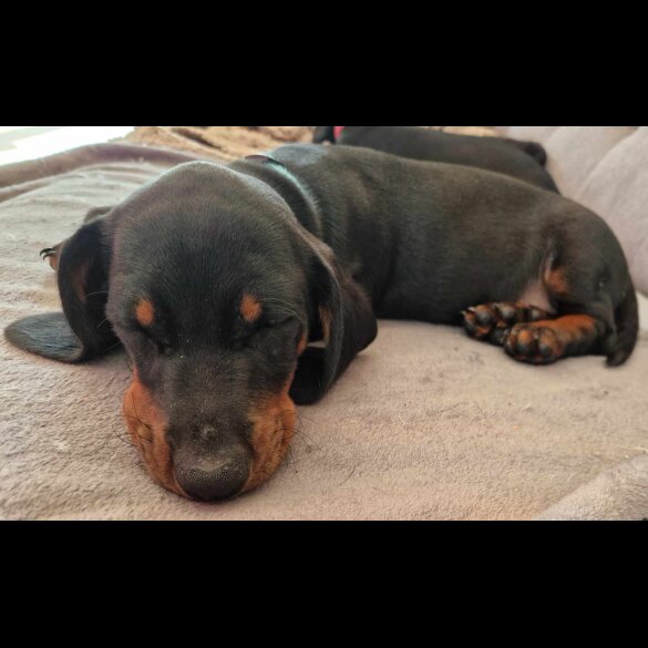 Dachshund (Standard &amp; Miniature) - Both
