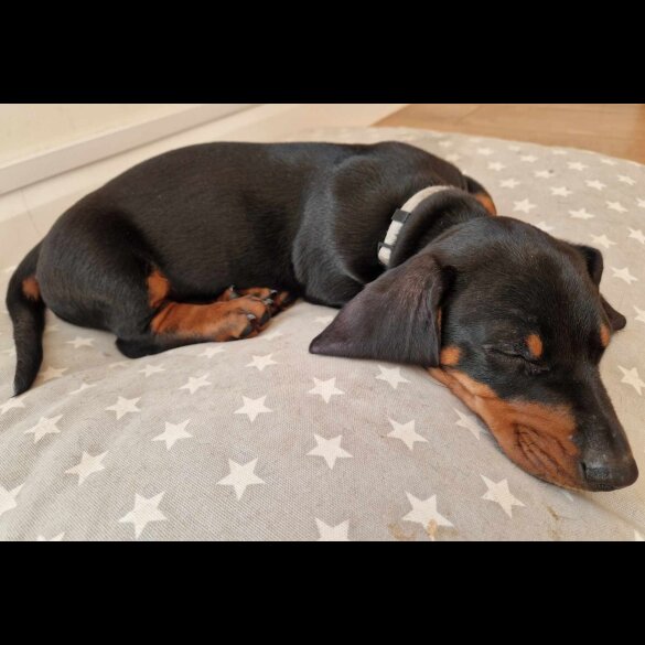 Dachshund (Standard &amp; Miniature) - Both