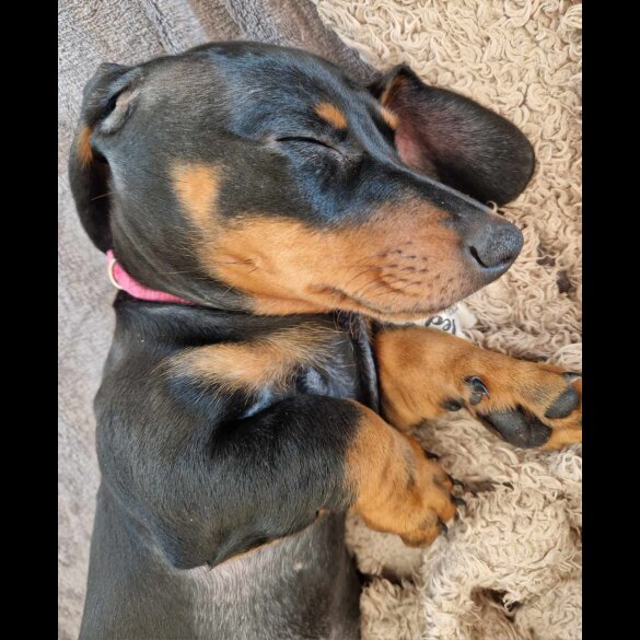 Dachshund (Standard &amp; Miniature) - Both