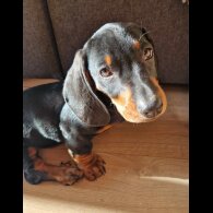 Dachshund (Standard &amp; Miniature) - Both