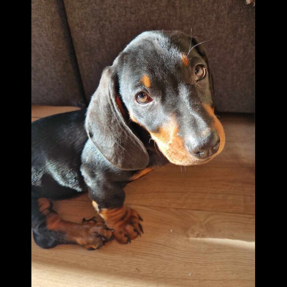 Dachshund (Standard &amp; Miniature) - Both