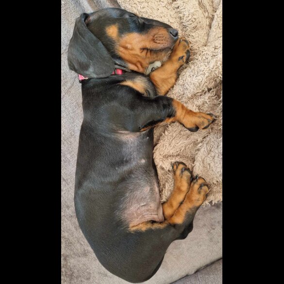 Dachshund (Standard &amp; Miniature) - Both