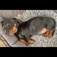 Dachshund (Standard &amp; Miniature) - Both