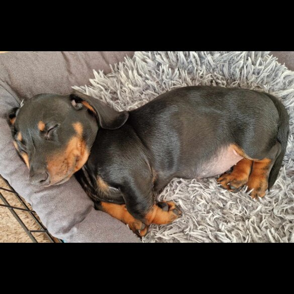 Dachshund (Standard &amp; Miniature) - Both