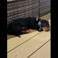 Dachshund (Standard &amp; Miniature) - Both