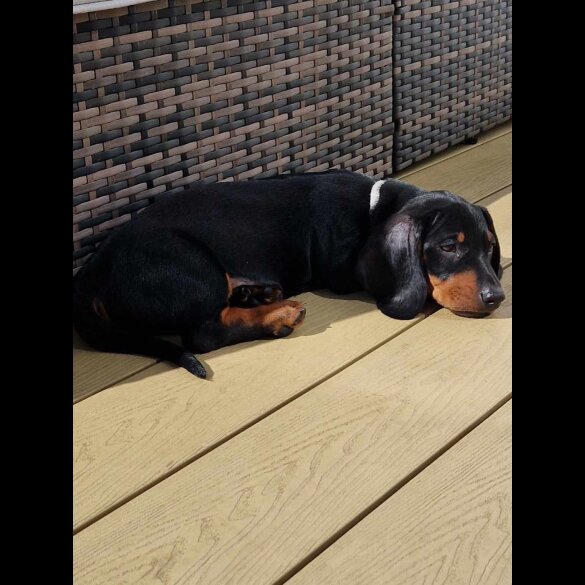 Dachshund (Standard &amp; Miniature) - Both