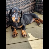 Dachshund (Standard &amp; Miniature) - Both