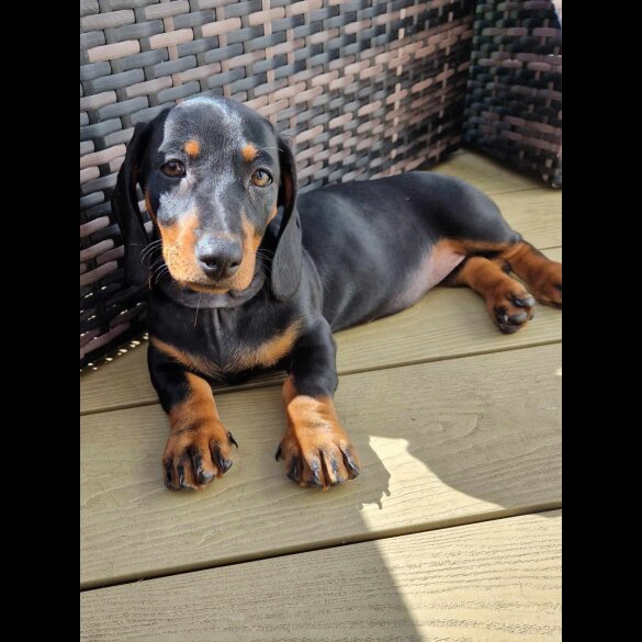 Dachshund (Standard &amp; Miniature) - Both