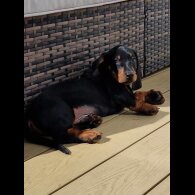 Dachshund (Standard &amp; Miniature) - Both