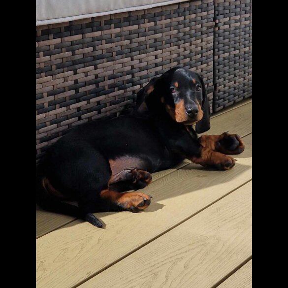 Dachshund (Standard &amp; Miniature) - Both