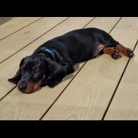 Dachshund (Standard &amp; Miniature) - Both