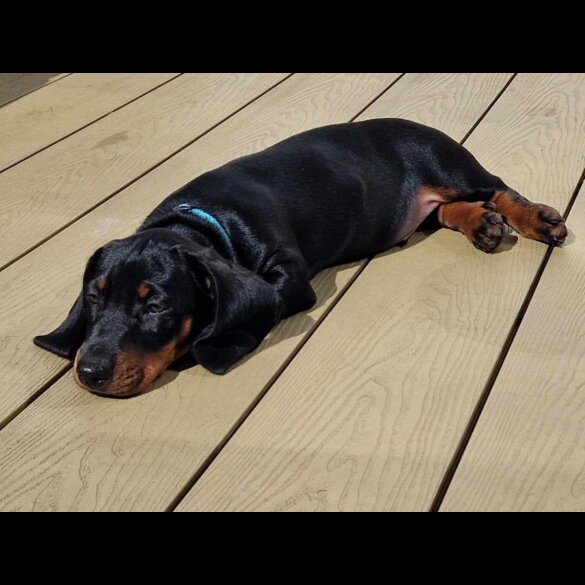 Dachshund (Standard &amp; Miniature) - Both
