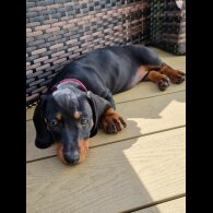 Dachshund (Standard &amp; Miniature) - Both