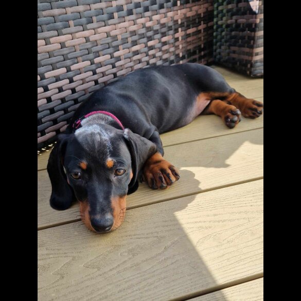 Dachshund (Standard &amp; Miniature) - Both