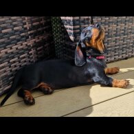Dachshund (Standard &amp; Miniature) - Both