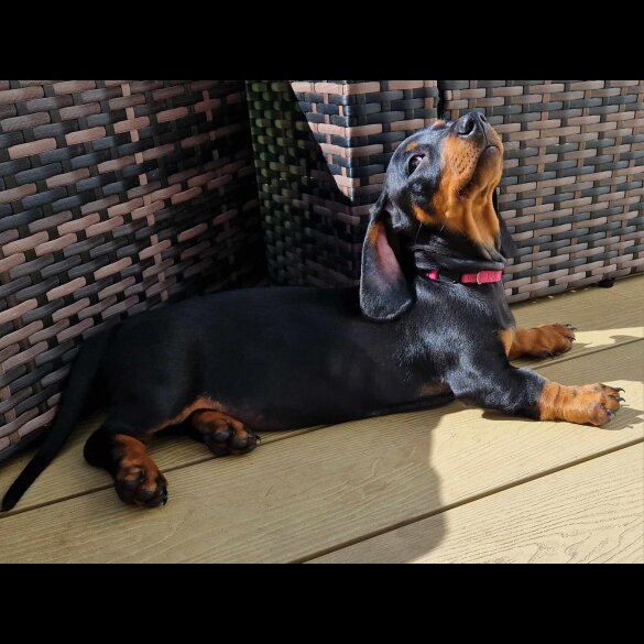 Dachshund (Standard &amp; Miniature) - Both
