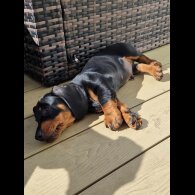 Dachshund (Standard &amp; Miniature) - Both