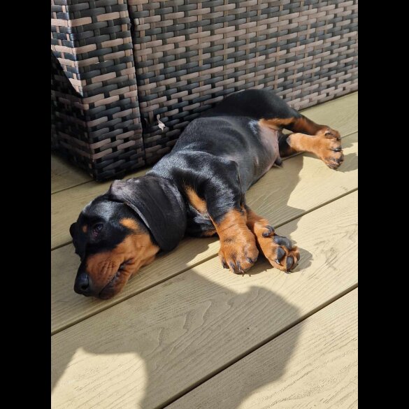 Dachshund (Standard &amp; Miniature) - Both