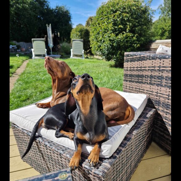 Dachshund (Standard &amp; Miniature) - Both