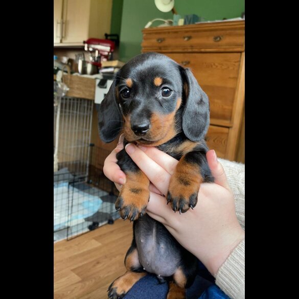 Dachshund (Standard &amp; Miniature) - Dogs