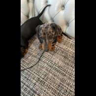 Dachshund (Standard &amp; Miniature) - Both